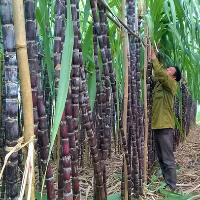 Thành Thành Công Biên Hòa (SBT) thông qua phương án phát hành hơn 30 triệu cổ phiếu ESOP