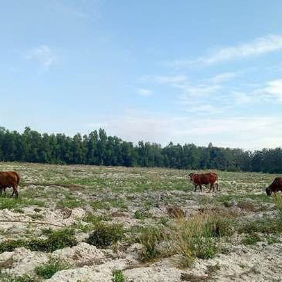 Thanh tra vào cuộc vụ Công ty Địa ốc City Land bán đất nền trái luật