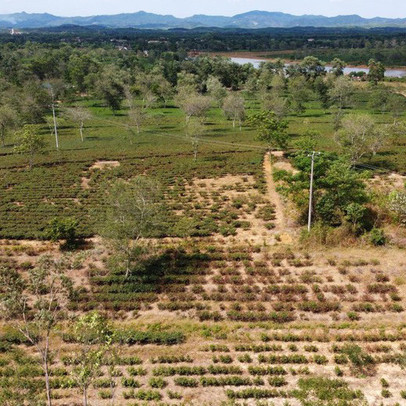 'Thất thủ' thủ phủ cam, chè