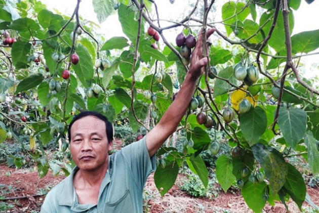 Thê thảm với cà chua từng được tâng bốc 1 triệu đồng/kg - Ảnh 1.