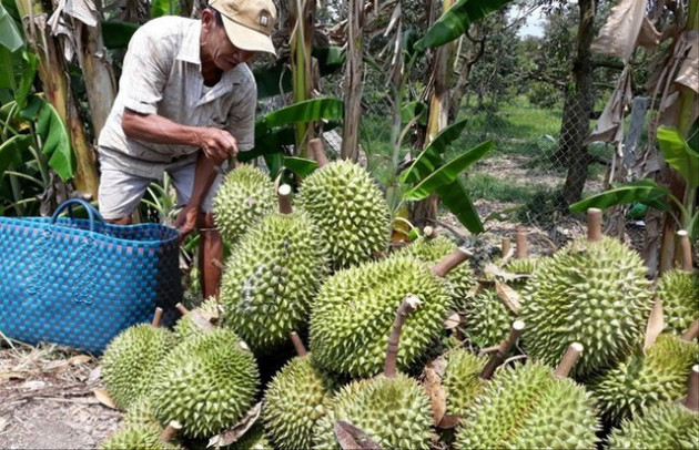 Thêm thị trường, xuất khẩu trái cây sẽ đột phá