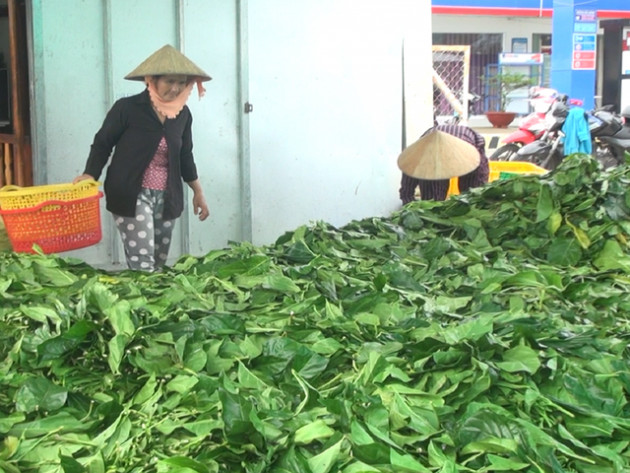 Thi nhau tuốt sạch lá nhàu bán giá 4.000 đồng/kg