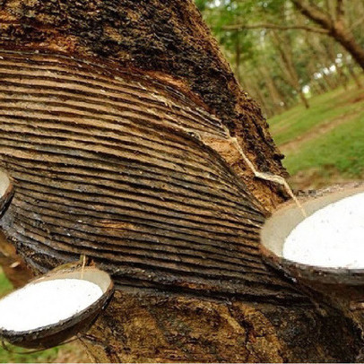 Thị trường cao su chuyển từ bi quan sang lạc quan về triển vọng giá