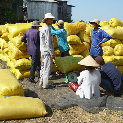 Thị trường lúa gạo: Diễn biến không theo thông lệ