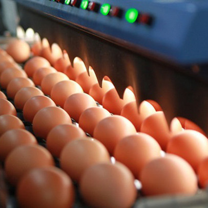 Thị trường ngành gia cầm dần phục hồi, người chăn nuôi an tâm mở rộng quy mô đầu tư