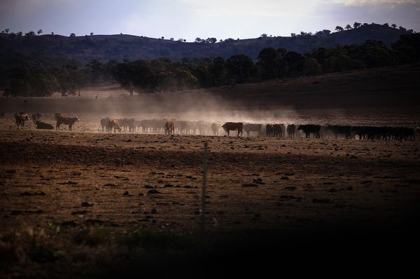 Thịt bò Úc sẽ biến mất khỏi thực đơn trên toàn thế giới vì ... Australia không còn bò? - Ảnh 1.