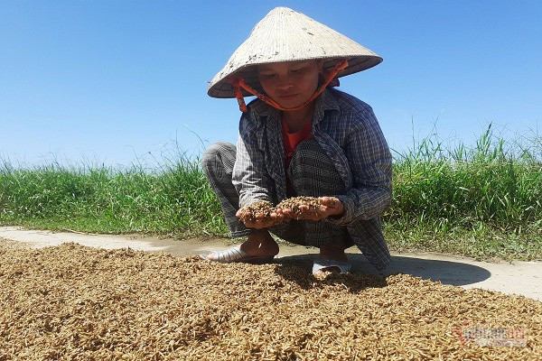 Thóc nảy mầm vứt cho trâu ăn, dân rơi nước mắt lo ngày mai - Ảnh 1.