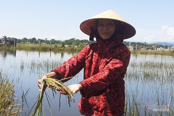 Thóc nảy mầm vứt cho trâu ăn, dân rơi nước mắt lo ngày mai - Ảnh 4.