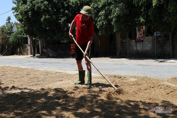 Thóc nảy mầm vứt cho trâu ăn, dân rơi nước mắt lo ngày mai - Ảnh 6.