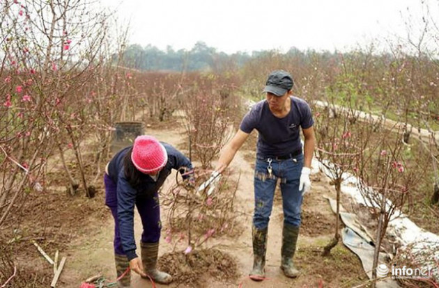 Thời tiết thuận lợi, đào Nhật Tân trổ bông to, đổ về phố phường Hà Nội - Ảnh 1.