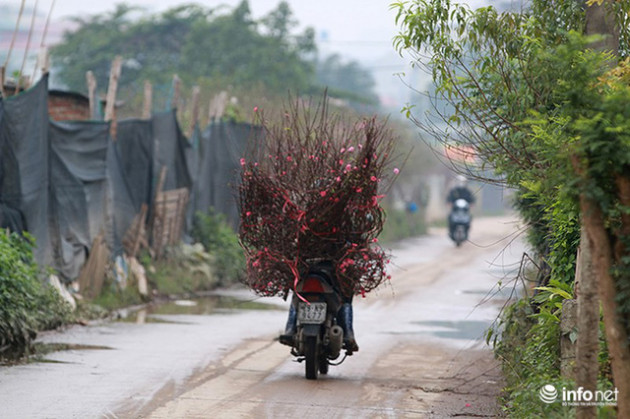 Thời tiết thuận lợi, đào Nhật Tân trổ bông to, đổ về phố phường Hà Nội - Ảnh 9.