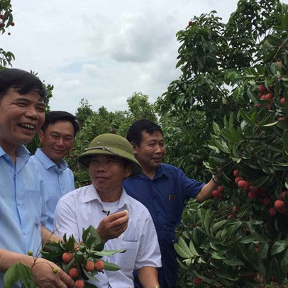 Thông tin thất thiệt về nông sản: Người dân điêu đứng vì thiệt hại