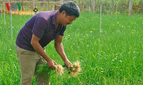 Thu hàng trăm triệu đồng mỗi năm từ mô hình rau an toàn