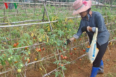 Thu hàng trăm triệu đồng mỗi năm từ mô hình rau an toàn - Ảnh 2.