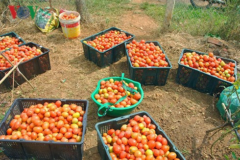 Thu hàng trăm triệu đồng mỗi năm từ mô hình rau an toàn - Ảnh 3.