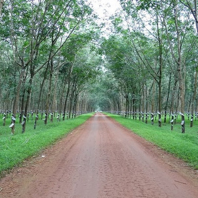 Thu hồi gần 1.800 ha đất của Cao su Đồng Nai để tái định cư cho sân bay Long Thành