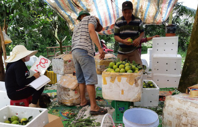 Thủ phủ cam xoàn mùa nghịch “hốt bạc” - Ảnh 11.