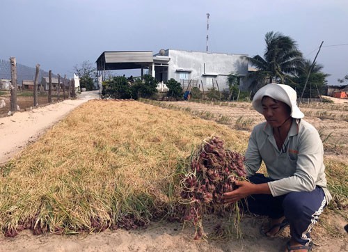 Thủ phủ hành, tỏi Ninh Thuận khốn đốn - Ảnh 1.