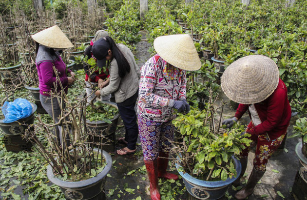 Thủ phủ mai vàng đỏ mắt tìm người vặt lá mai - Ảnh 3.