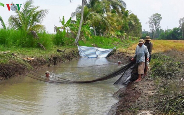 Thu tiền triệu từ cá đồng thiên nhiên nơi Đất Mũi – Cà Mau - Ảnh 4.