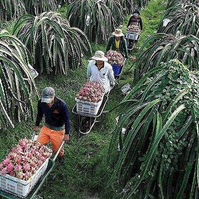 Thủ tướng nói về bài học thanh long rớt giá