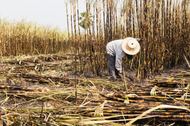 Thuế phòng vệ: Giải pháp cho thâm hụt thương mại ngành đường - Ảnh 1.