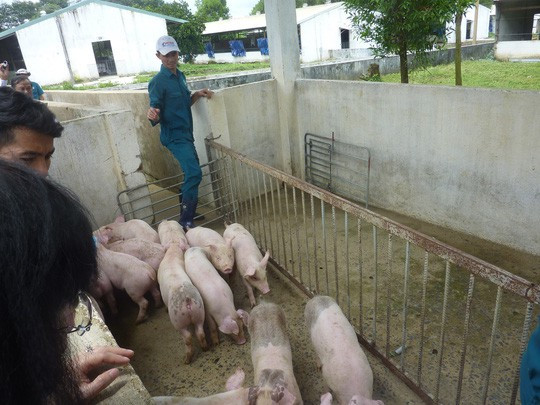 Thương lái gom heo hơi vận chuyển ra Bắc tiêu thụ - Ảnh 2.