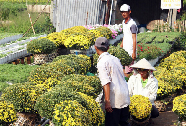 Thương lái săn mua tận vườn, cúc mâm xôi đạt mức giá cao chưa từng có - Ảnh 1.