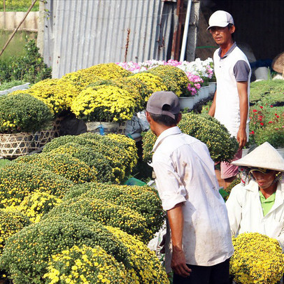 Thương lái săn mua tận vườn, cúc mâm xôi đạt mức giá cao chưa từng có