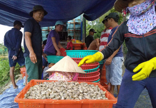 Thương lái săn ốc hương xuất sang Trung Quốc - Ảnh 3.