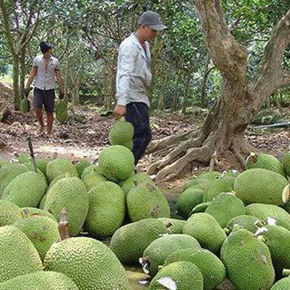 Thương lái Trung Quốc dừng thu mua, giá mít Thái rớt thảm