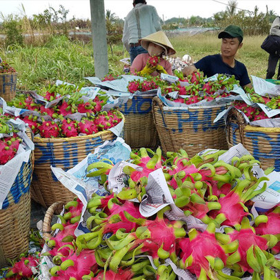 Thương lái Trung Quốc ép giá, người trồng thanh long lao đao