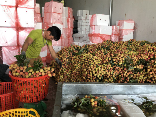 Thương nhân Trung Quốc sang Bắc Giang thu gom vải thiều - Ảnh 1.