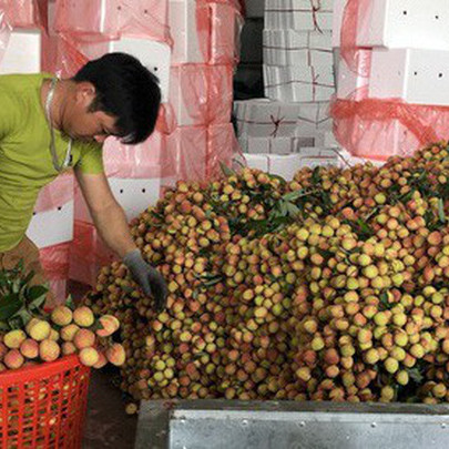 Thương nhân Trung Quốc sang Bắc Giang thu gom vải thiều