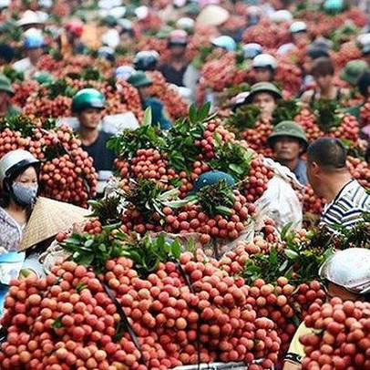 Thương nhân Trung Quốc ùn ùn tới vựa vải thiều lớn nhất Việt Nam