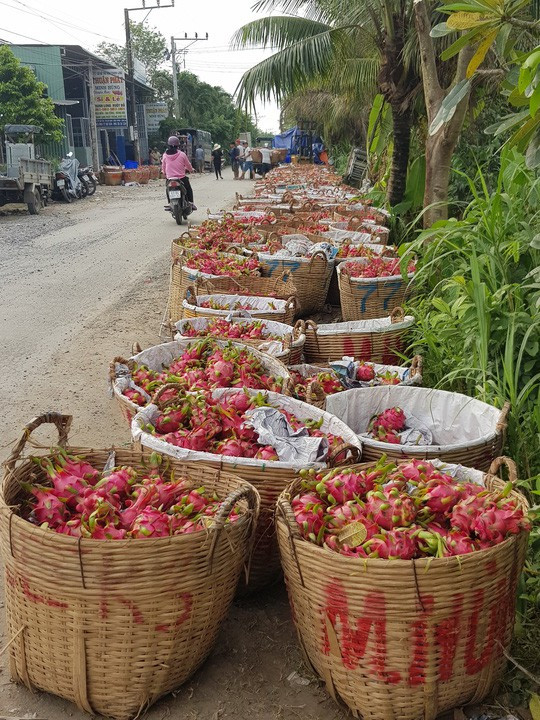 Tiền Giang vận động doanh nghiệp tiêu thụ thanh long giúp dân