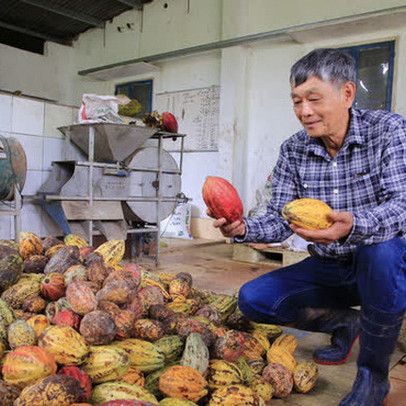 Tiến sĩ về làm nông dân: Hồi sinh đồi đá trơ trọi nhờ cỏ dại, trồng cacao không hoá chất tạo dòng socola đắt nhất Việt Nam