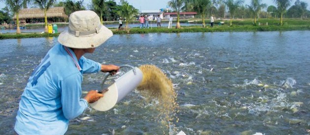 Tiến vào địa hạt thức ăn chăn nuôi, Vingroup đang tìm đến mỏ vàng của CP, Masan, Dabaco, và đông đảo các ông lớn ngoại - Ảnh 3.