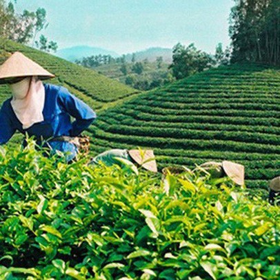 Tiêu chuẩn nghiêm ngặt, xuất khẩu chè sang Pakistan giảm mạnh