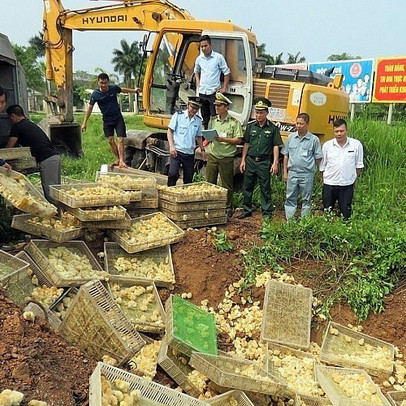 Tiêu hủy 8.000 con gà giống không rõ nguồn gốc