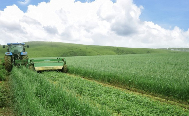 Tổ hợp trang trại tại Lào của Vinamilk đẩy nhanh tiến độ hoàn thành giai đoạn 1 - Ảnh 2. Tổ hợp trang trại tại Lào của Vinamilk đẩy nhanh tiến độ hoàn thành giai đoạn 1 - Ảnh 2.