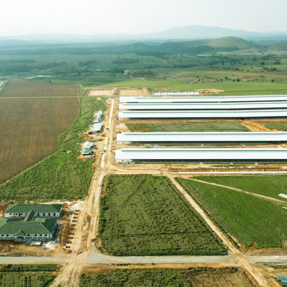 Tổ hợp trang trại tại Lào của Vinamilk đẩy nhanh tiến độ hoàn thành giai đoạn 1