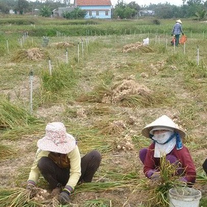 Tỏi Khánh Hòa được mùa, mất giá