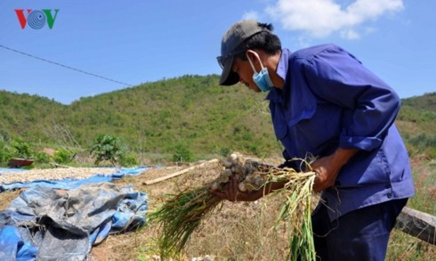 Tỏi Lý Sơn được mùa lại rớt giá thê thảm