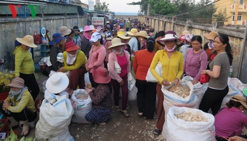 Tỏi Lý Sơn: Vàng, thau lẫn lộn - Ảnh 1.