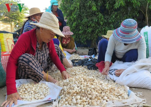 Tỏi Lý Sơn: Vàng, thau lẫn lộn - Ảnh 3.