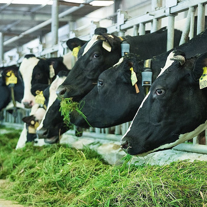 TOP "50 công ty niêm yết tốt nhất Việt Nam năm 2020" năm thứ 8 tiếp tục gọi tên Vinamilk