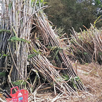 Trà Vinh: Trồng mía thua lỗ, nông dân bán đất, bán nhà để trả nợ