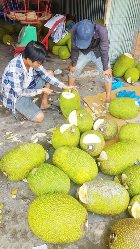 Trái cây bán sang Trung Quốc lại sốt giá