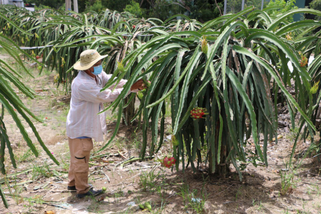 Trái cây được mùa, mất giá - Ảnh 2.